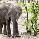 ZMB EAS SouthLuangwa 2016DEC09 KapaniLodge 024 : 2016, 2016 - African Adventures, Africa, Date, December, Eastern, Kapani Lodge, Mfuwe, Month, Places, South Luanga, Trips, Year, Zambia